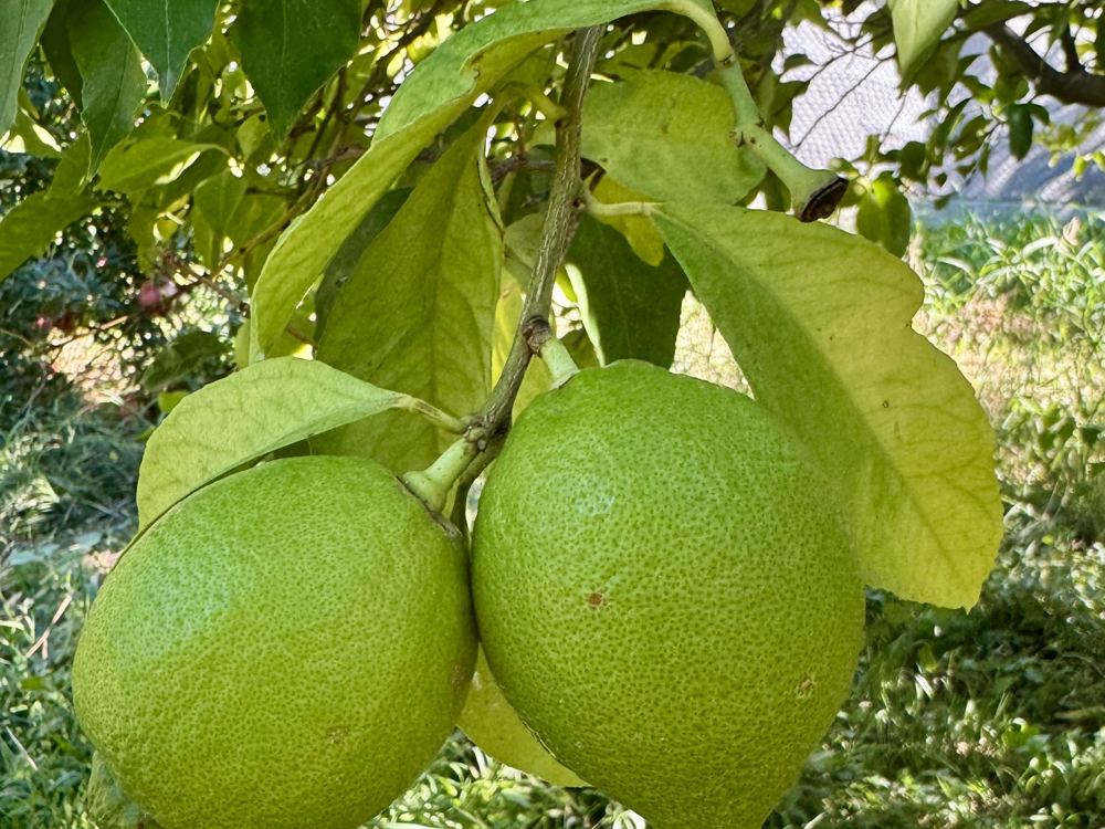 Κούτα με λεμόνια